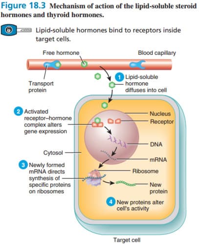 Steroid hormones are lipid-soluble.