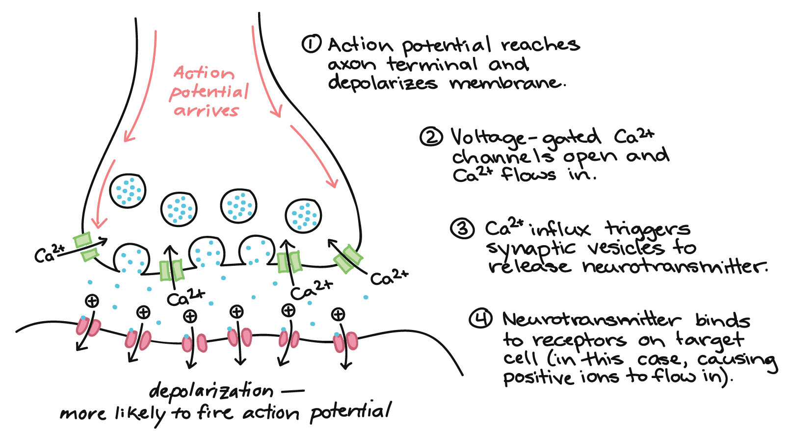 The influx of calcium causes fusion of vesicles filled with neurotransmitter with the presynaptic membrane, resulting i…
