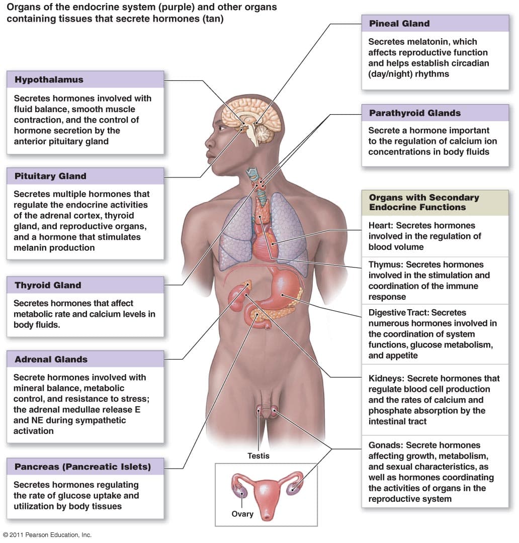 endoorgans: There are collections of cells within organs, such as the kidneys, gastrointestinal glands, heart, and thymus, that ser…