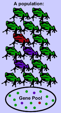 gene pool sm: The gene pool is the total of all alleles in a population.
