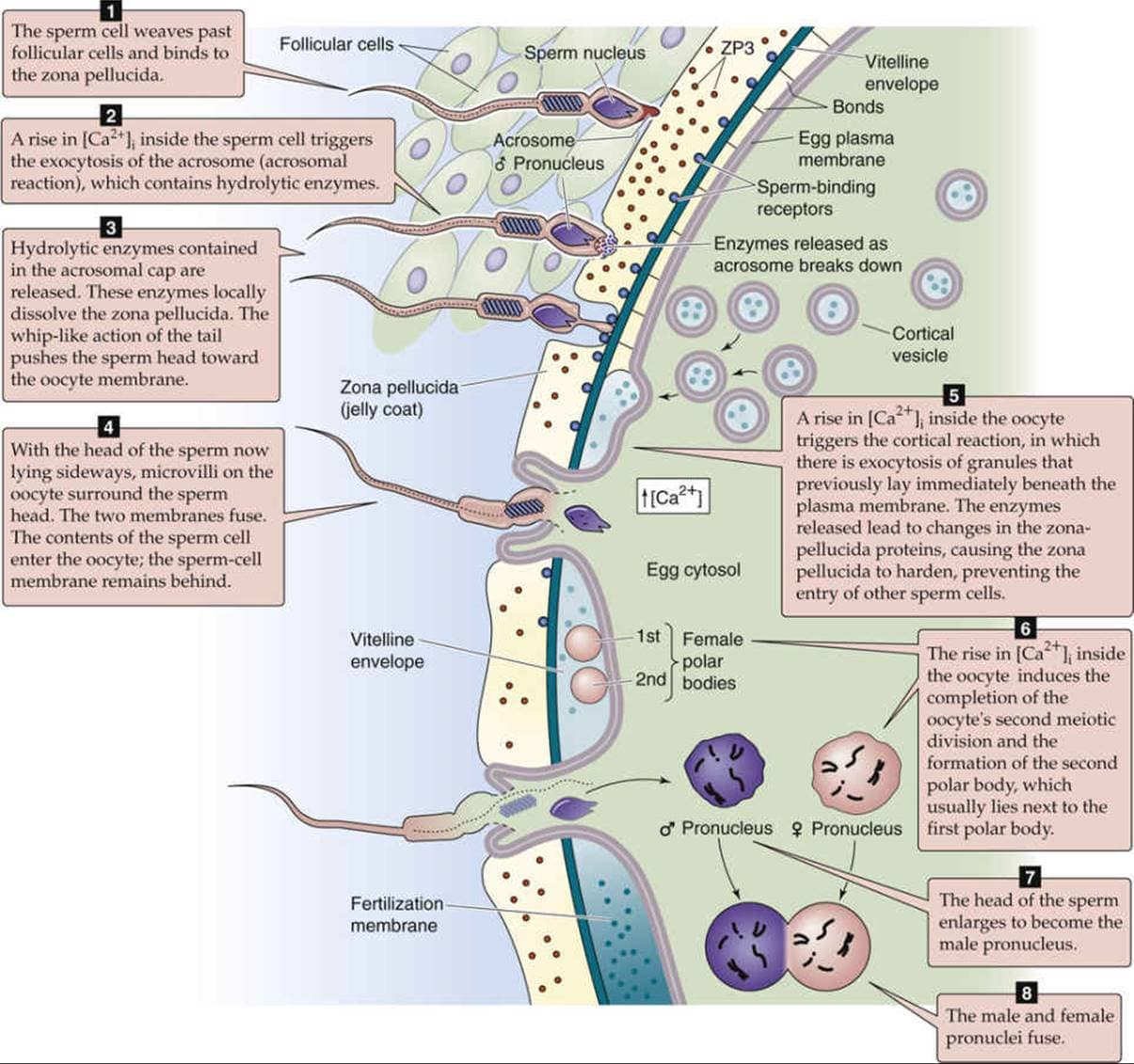 Sperm's release of calcium ion upon penetration prevents additional sperm from fertilizing the egg and increases the me…