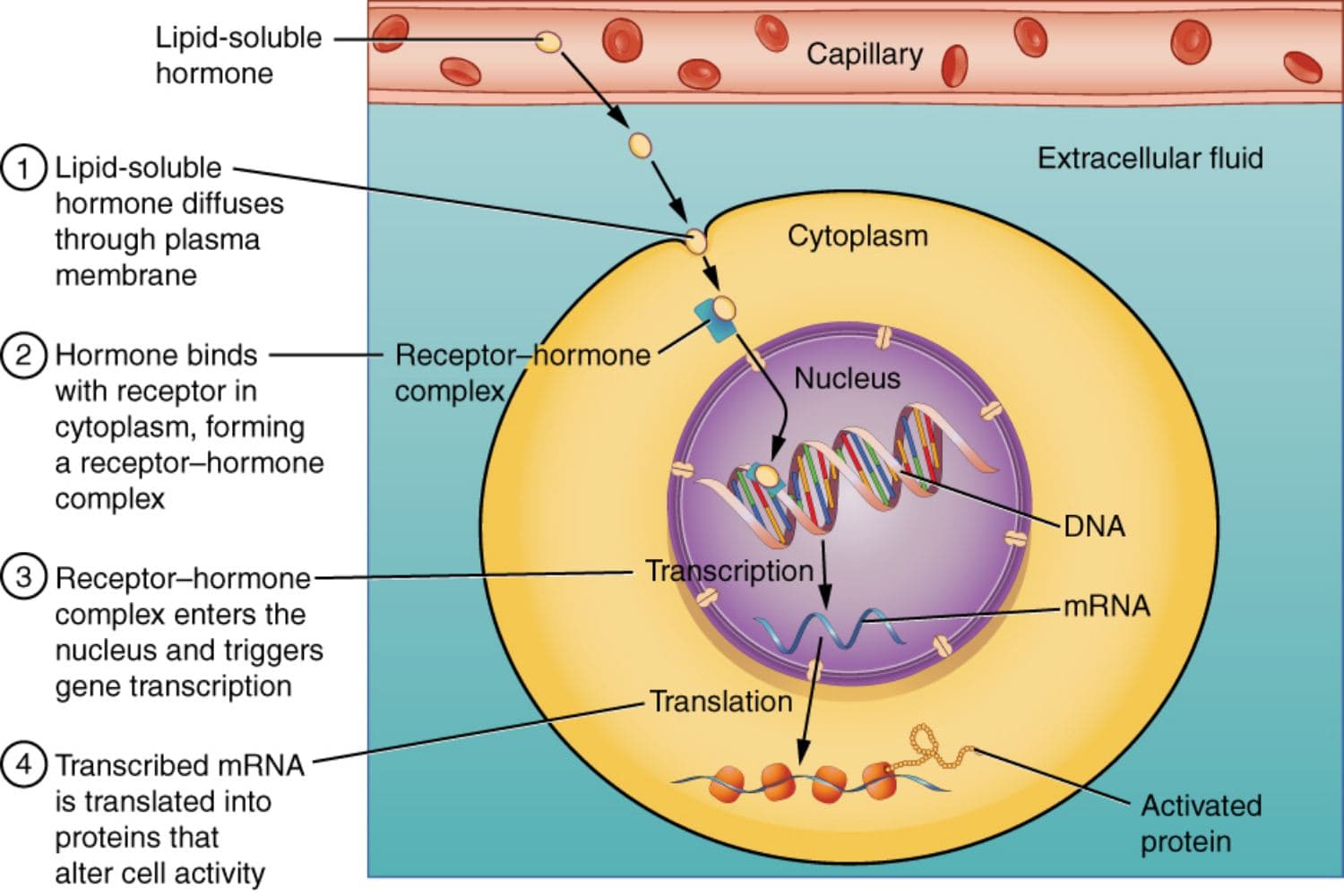 The effects of steroid hormones are faster and longer-lived than peptide hormones. False