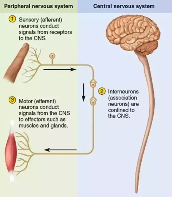 There are three types of neurons in the nervous system: motor (efferent) neurons, interneurons, and sensory (afferent)…