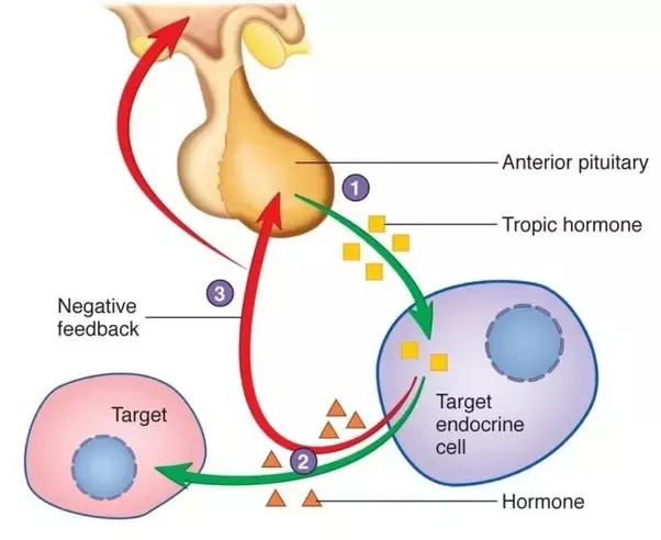 Tropic hormones require an intermediary to act.