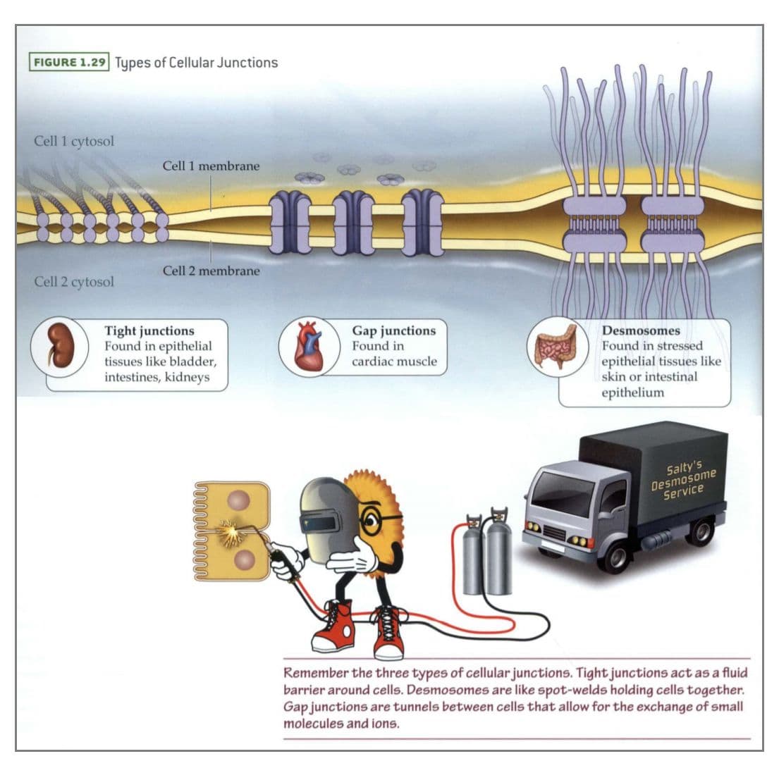 Epithelial tissue cells in organs like the bladder, the intestines, and the kidney are held together by tight junctions…