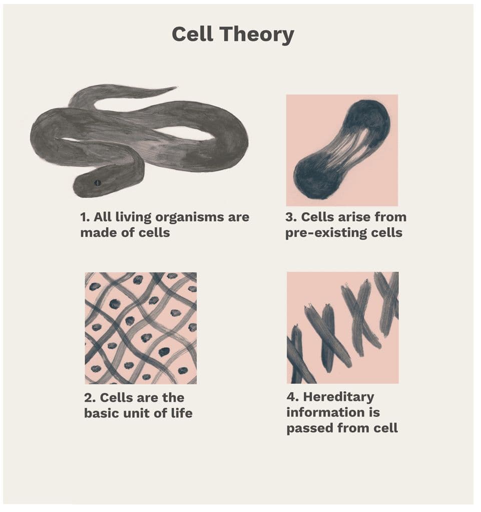 Cell Theory Components: 1. All living things are composed of cells. 2. The cell is the basic functional unit of life. 3…