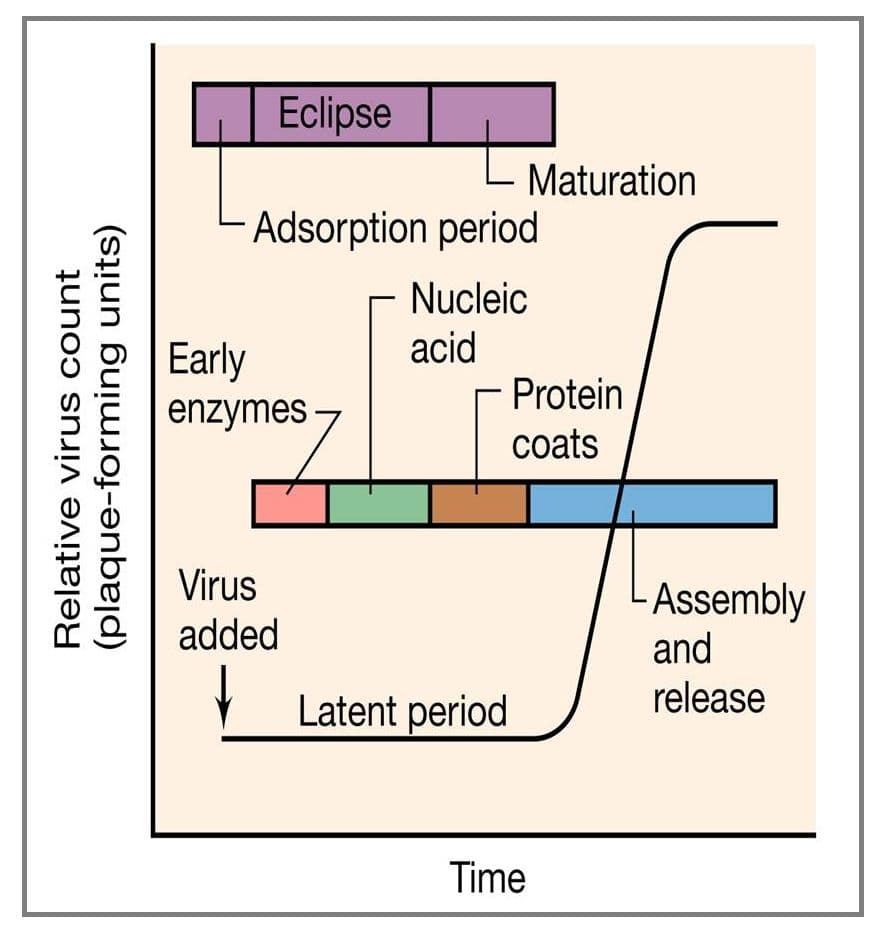 The period from infection to lysis is called the latent period.