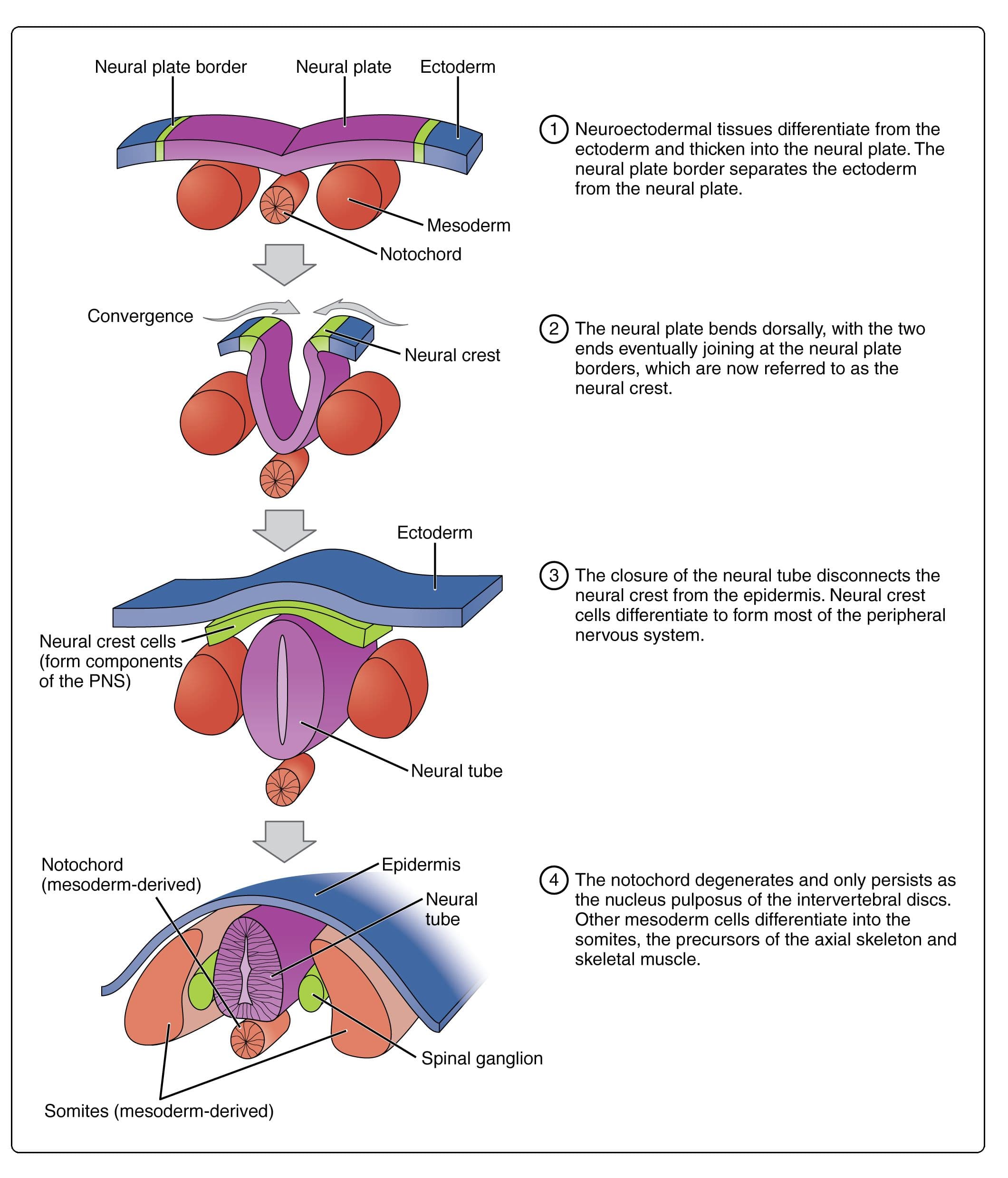 Neurulation begins after the formation of the three germ layers.