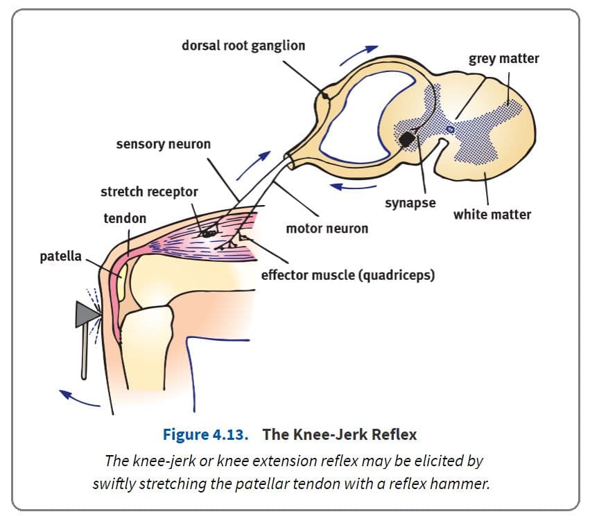 Reflex arcs use the ability of interneurons in the spinal cord to relay information to the source of a stimulus while s…