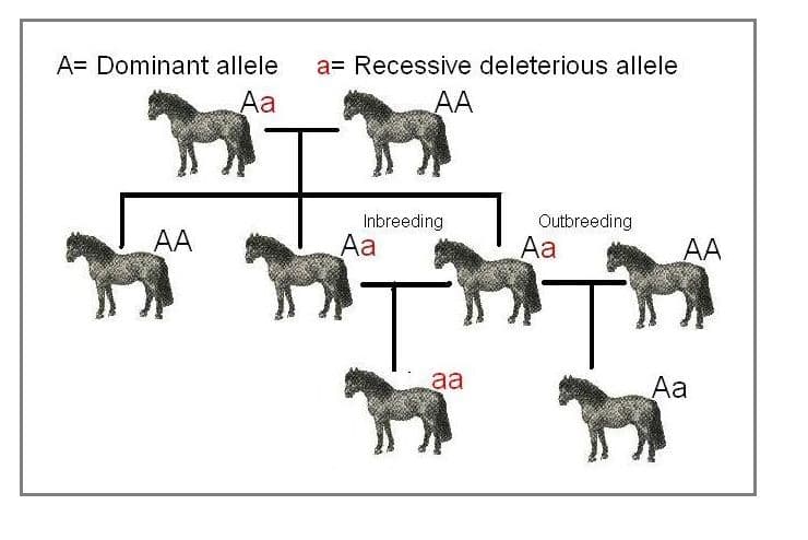 Outbreeding is the mating of nonrelatives.