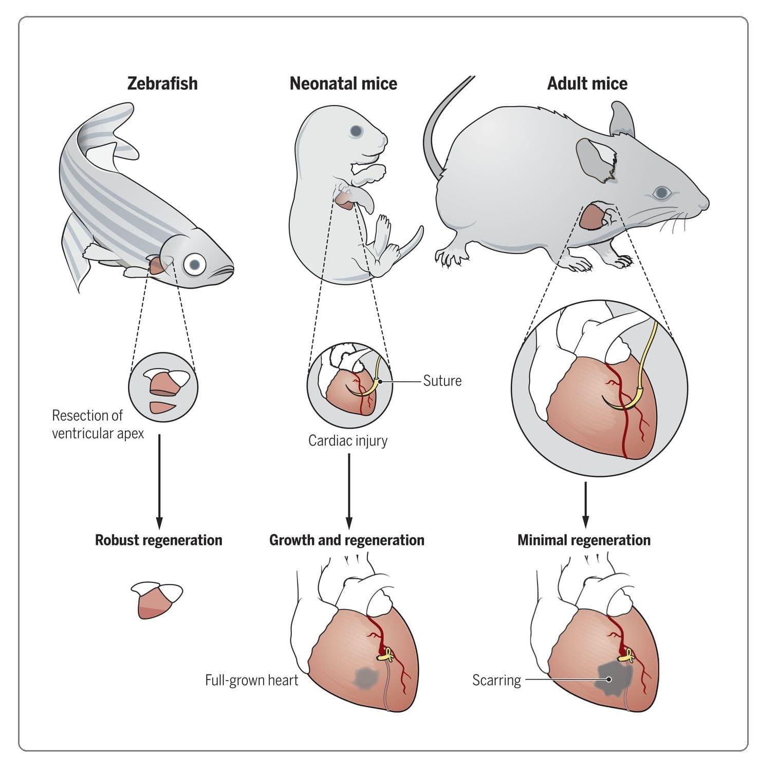 Regenerative capacity is the ability of an organism to regrow certain parts of the body.