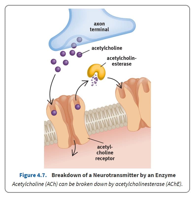 Three ways neurotransmitters can be cleared from the postsynaptic receptors: 1. The neurotransmitter can be enzymatical…