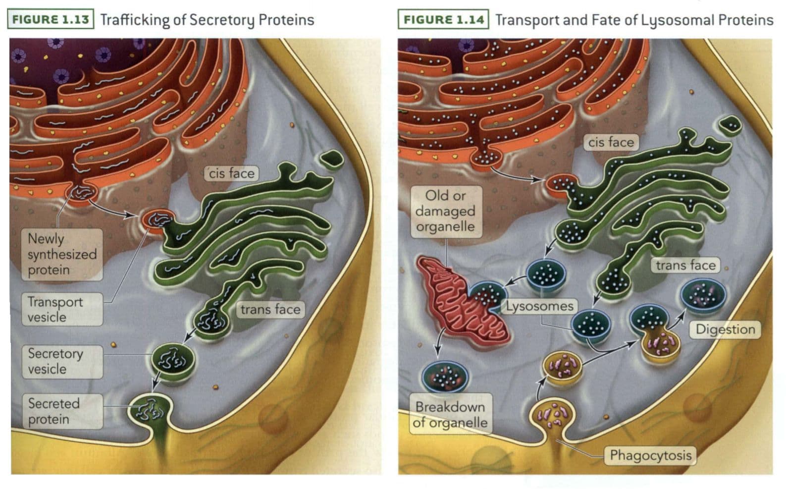 The vesicles in cells may be expelled from the cell as secretory vesicles, released from the Golgi to mature into lysos…