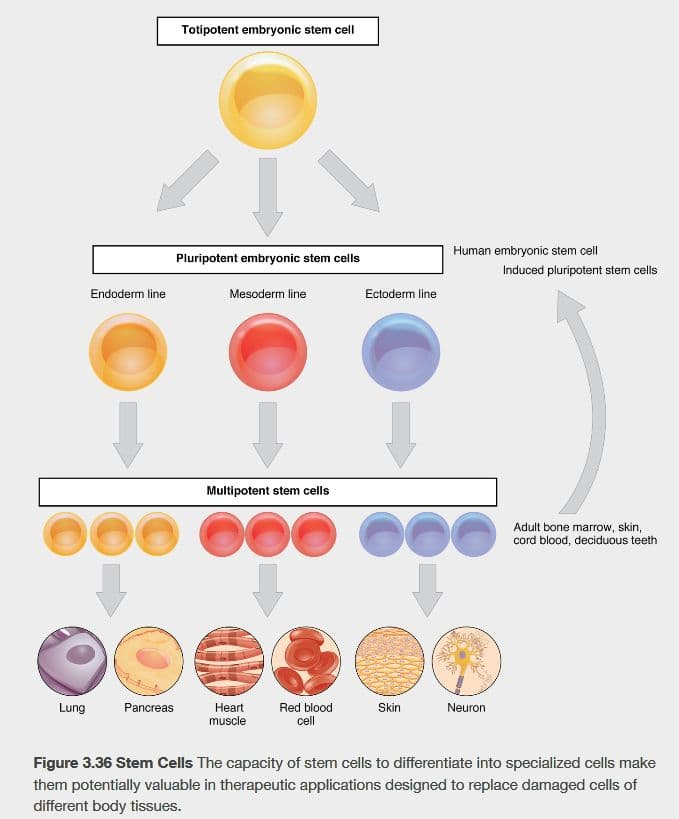 Stem cells are cells that are capable of developing into various cell types.