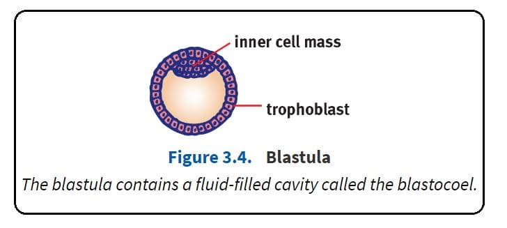 The blastula (blastocyst) has two different structures: the trophoblast and the inner cell mass.