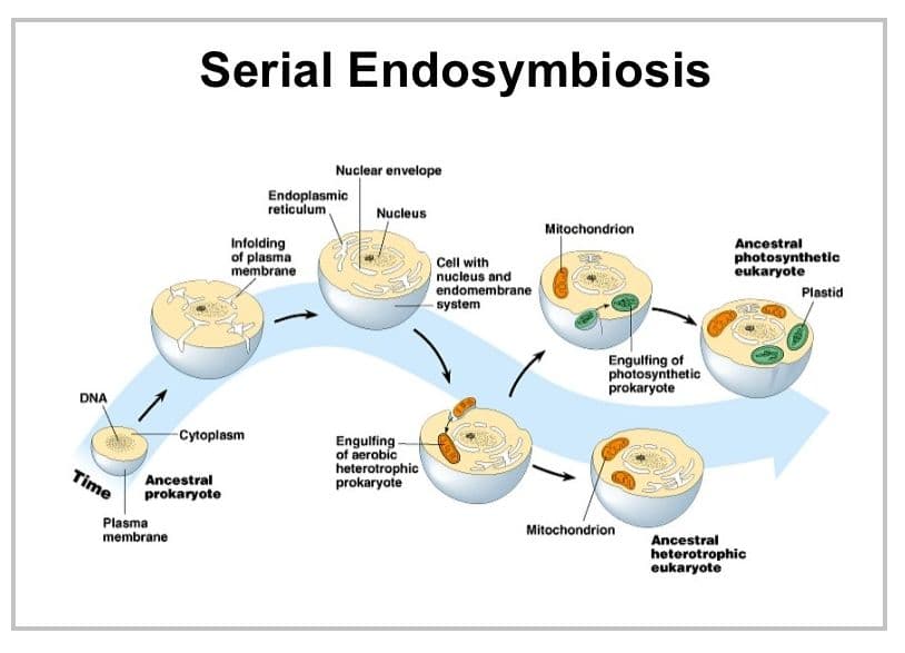 According to the endosymbiotic theory, mitochondria may have evolved from a symbiotic relationship between ancient prok…