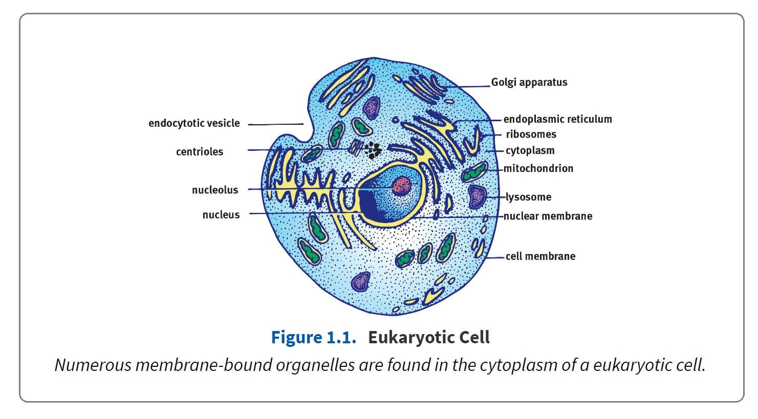 Prokaryotic organisms are always single-celled.