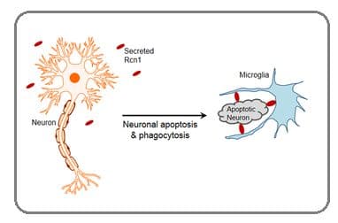 Microglia are phagocytic cells that ingest and break down waste products and pathogens in the central nervous system.