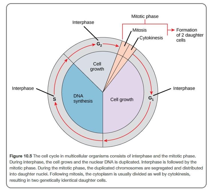 The cell cycle contains five stages.