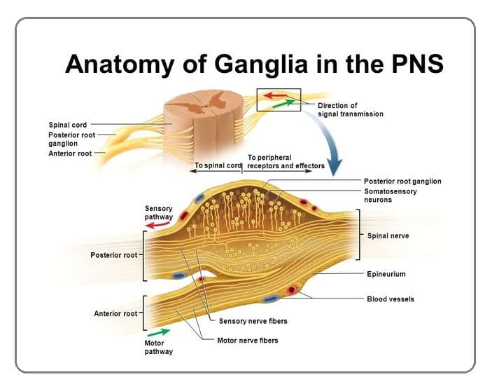 Cell bodies of neurons of the same type within a nerve cluster together in ganglia in the peripheral nervous system.