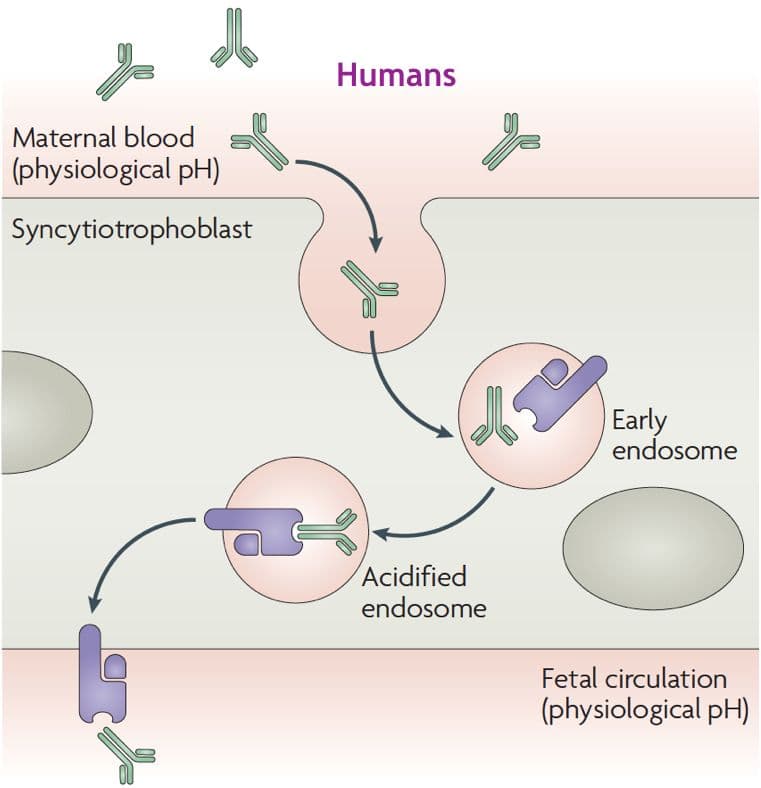 Antibodies are transferred from mother to child through the placenta.