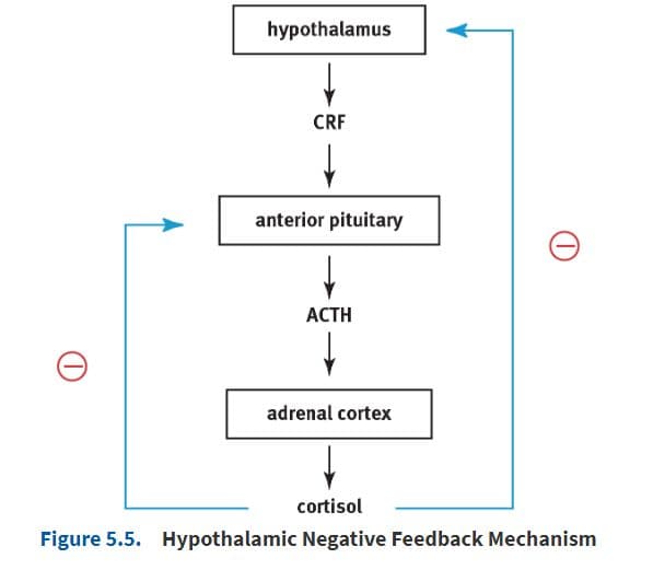 The release of hormones by the hypothalamus is regulated by negative feedback.