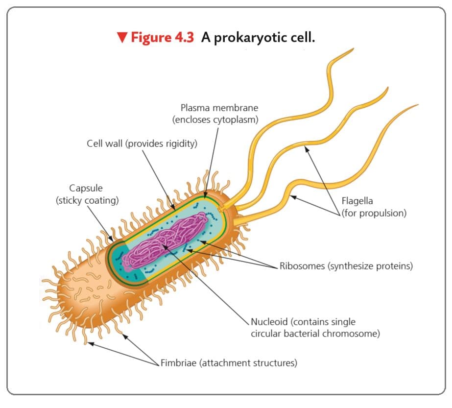 Prokaryotes contain a nucleus. False
