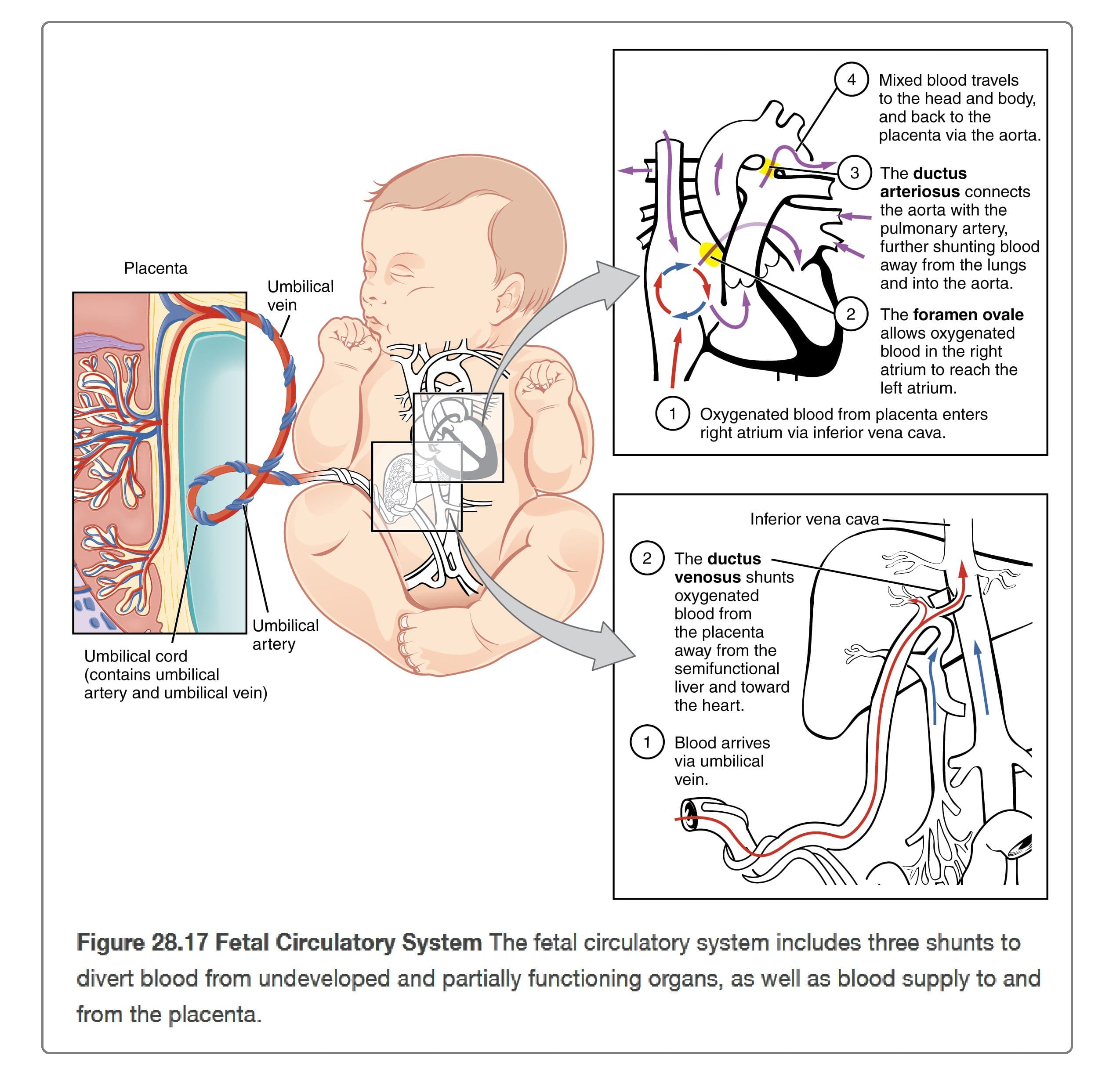 The foramen ovale in fetus connects the right atrium to the left atrium.