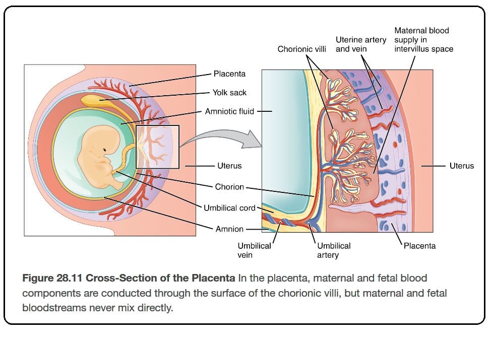 Chorionic villi penetrates the endometrium and creates the interface between maternal and fetal blood.