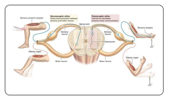 In a polysynaptic reflex arc, the sensory neuron may fire onto a motor neuron as well as interneurons that fire onto ot…