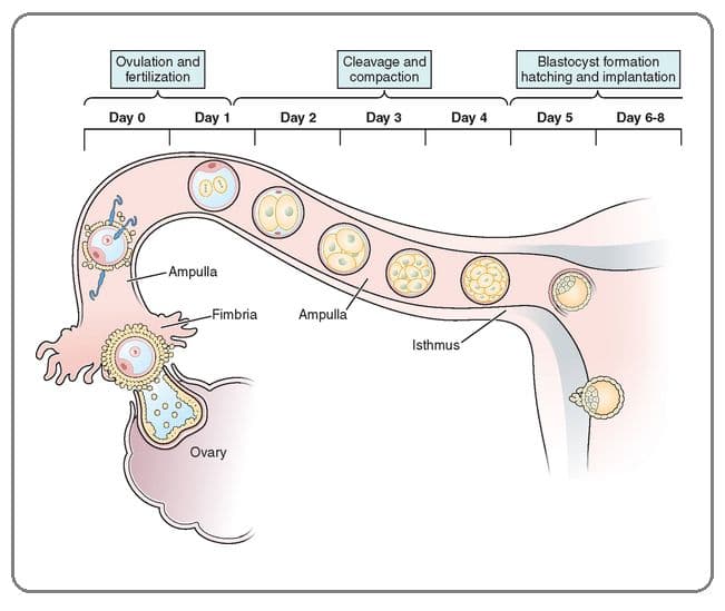 Fertilization occurs in the ampulla of the fallopian tube.