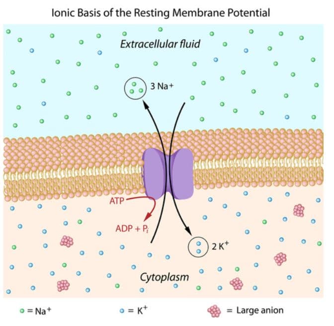 Sodium flows into the neuron due to its strong electrochemical gradient.