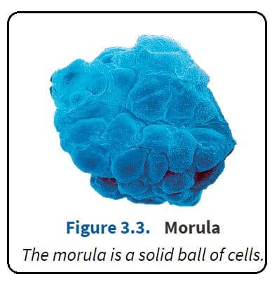 The morula is a solid mass of cells seen in early zygote development.