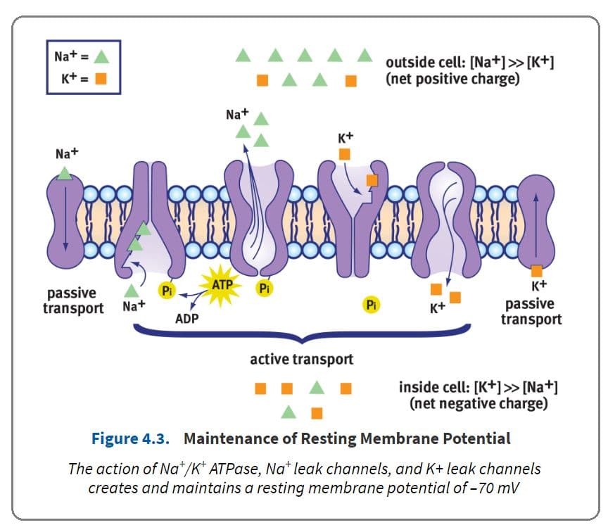 Resting potential is maintained using selective permeability of ions as well as the Na + /K + ATPase.