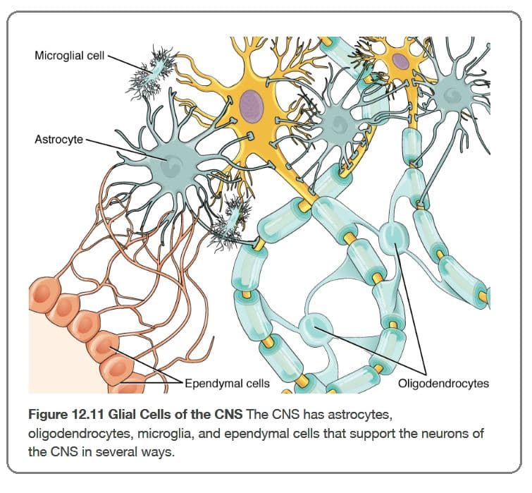 Neuroglia or glial cells are other cells within the nervous system in addition to neurons.