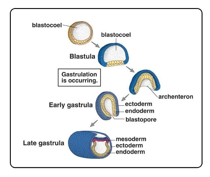 Three primary germ layers are ectoderm, mesoderm, and endoderm.