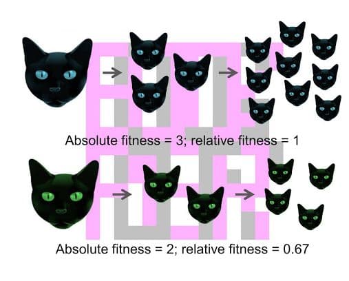 According to the fitness concept, the "fittest" organism is the one that can best survive to reproduce offspring; these…
