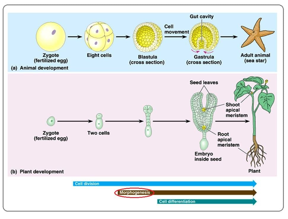 Morphogenesis is the biological process that causes an organism to develop its shape.