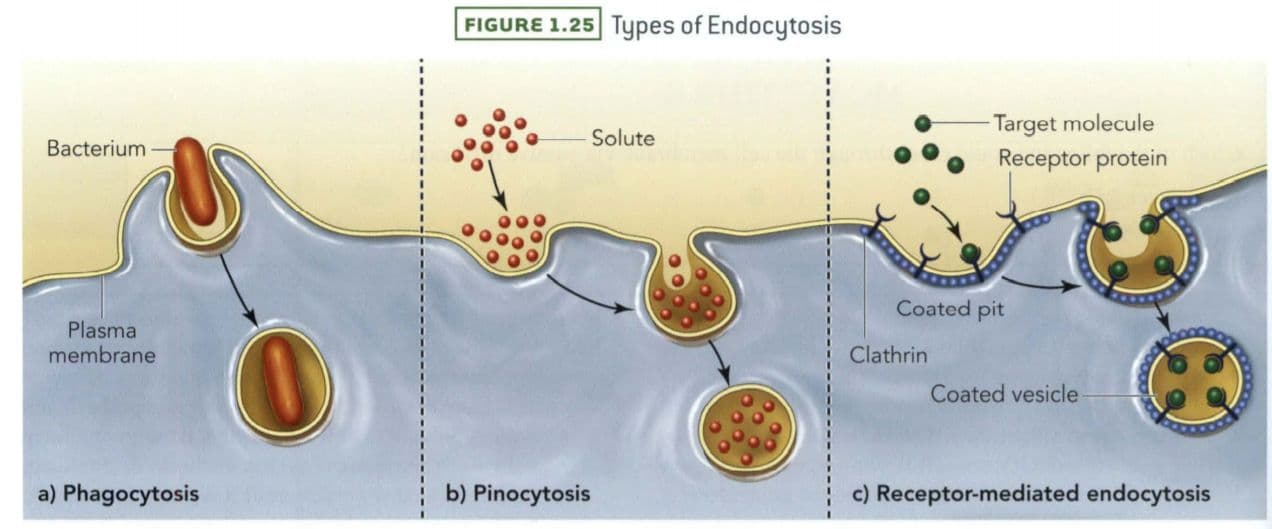 Clathrin is a protein that forms a polymer, adding structure to the underside of the coated pit during endocytosis.