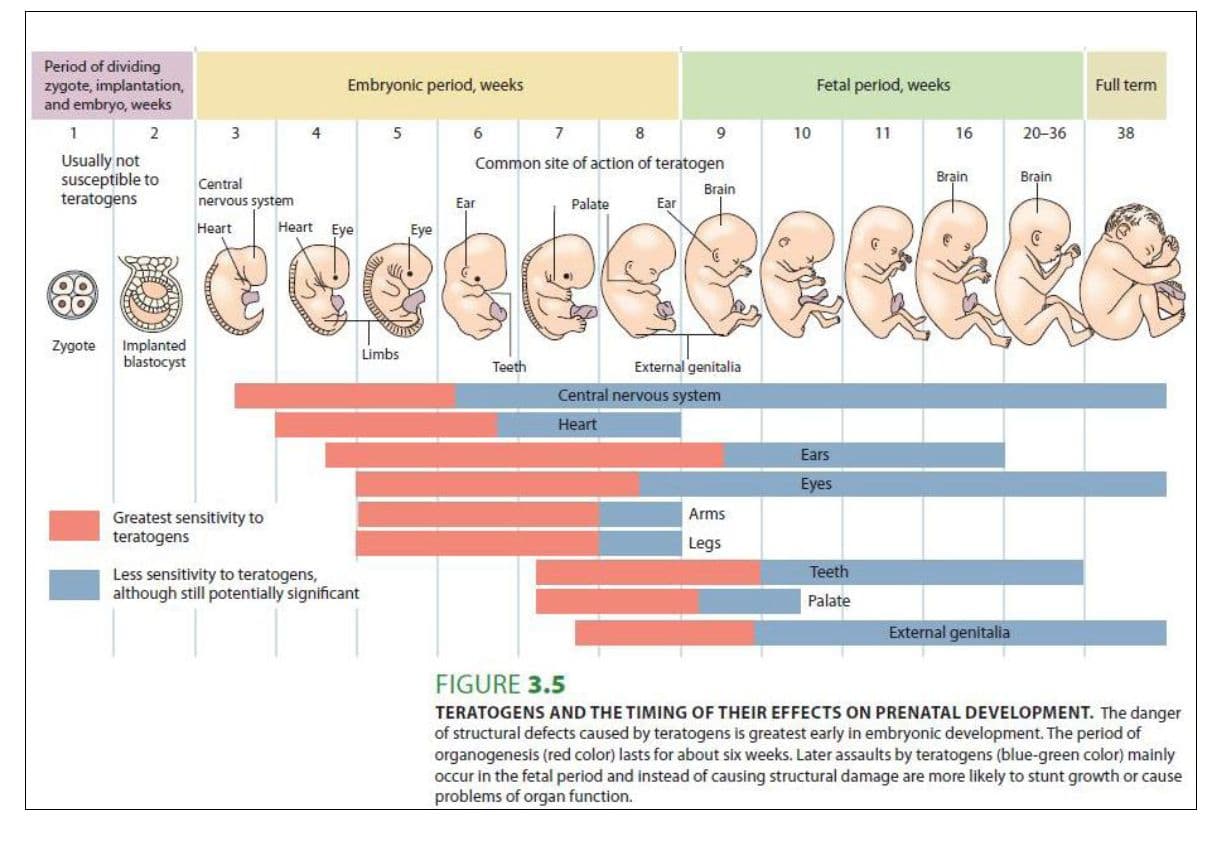 Teratogens are substances that interfere with embryo development.