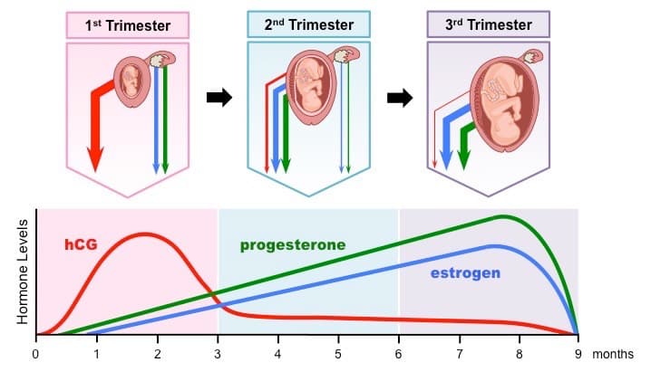 placenta hormones med: The placenta serves endocrine functions, secreting estrogen, progesterone, and human chorionic gonadotropin (hCG).