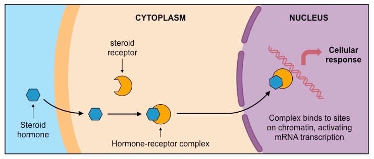 steroid hormones med: Steroid hormone receptors are usually intracellular (in the cytosol) or intranuclear (in the nucleus).