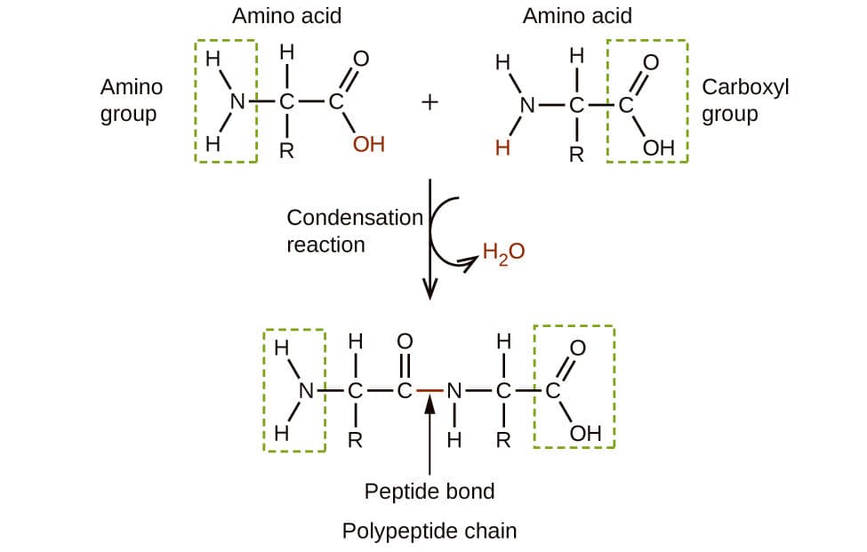 The formation of bonds between macromolecules is called dehydration or condensation.