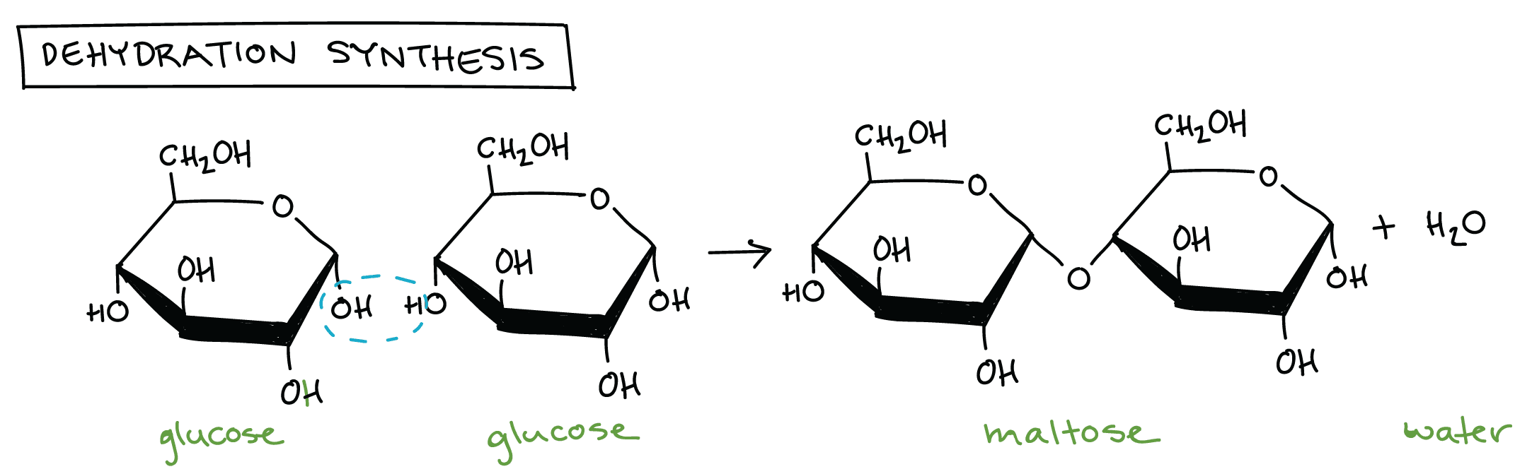 Bonds are formed between reducing sugar molecules in a dehydration reaction.
