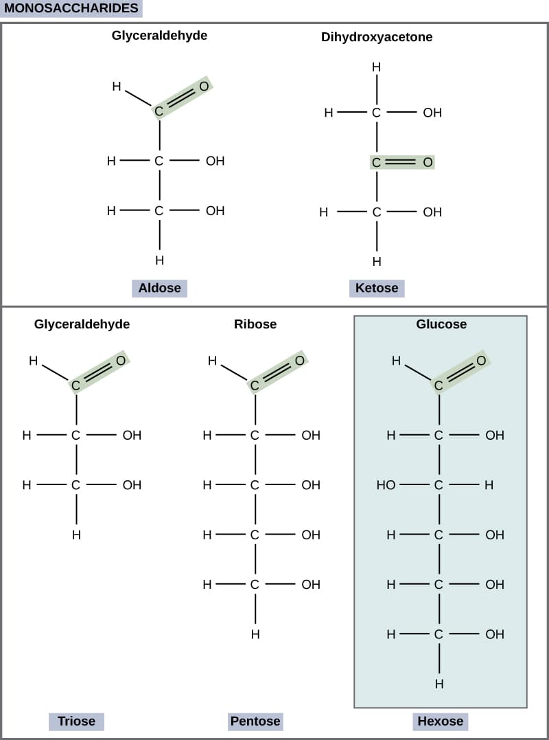 Figure 03 02: Carbohydrates can also be named for the number of carbons they possess: triose, tetrose, pentose, hexose, heptose, and…