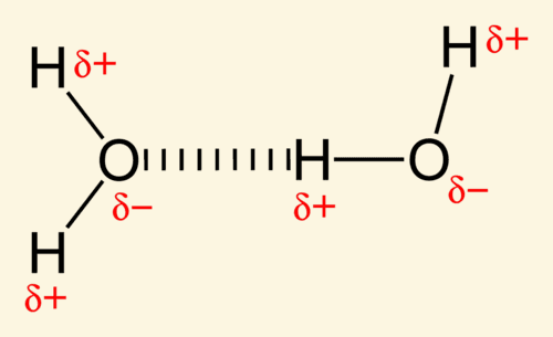 Hydrogen Bond Graphic: Hydrogen bonds are most often formed between hydrogen and the following elements: O, N and F.