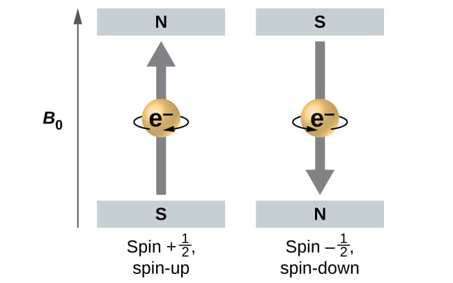 Quantum number m s is the spin quantum number and gives the electronic spin of the electron