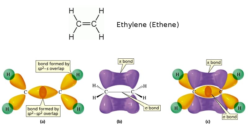 When orbitals overlap head-to-head, the resulting bond is a sigma ( σ ) bond .