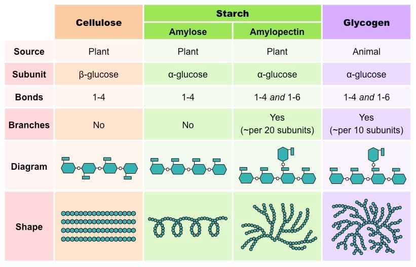 glucose polysaccharides med: Amylopectin has α-1,4' glycosidic and α-1,6' glucosidic linkage.