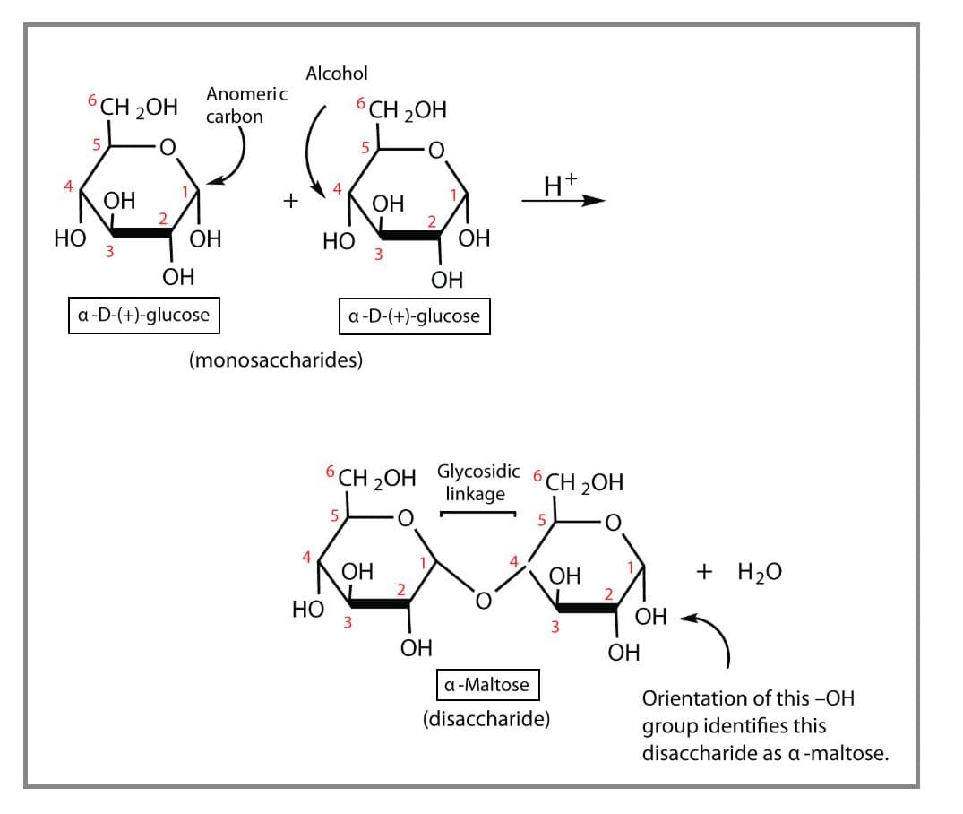 Maltose scientific formula is glucose-α-1,4-glucose.